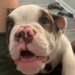 Meet your Posher, Milani